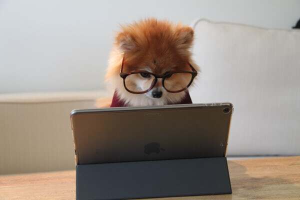 Photo of dog learning online